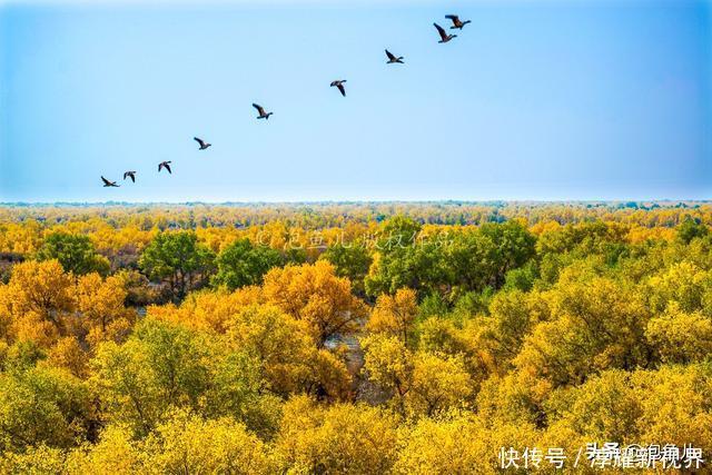 烟花|藏不住了！新疆发现全球最大沙漠胡杨林，比额济纳还美，游客很少