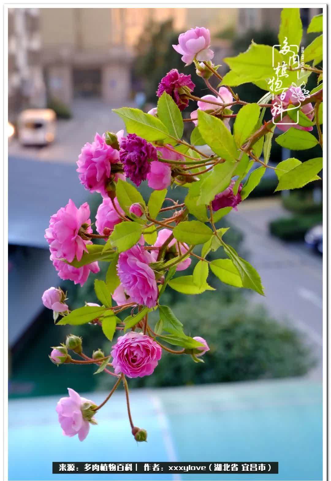 时光匆匆,一闪而逝,这世间万物的美,都值得被记录!