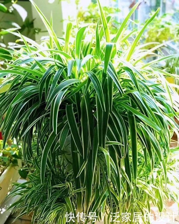 捡来1种土块,碾碎泡水,制成万能肥,养花根壮、花多