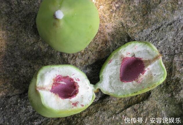 农村|农村这种野果被称为“女人的美容院男人的加油站”，你吃过没