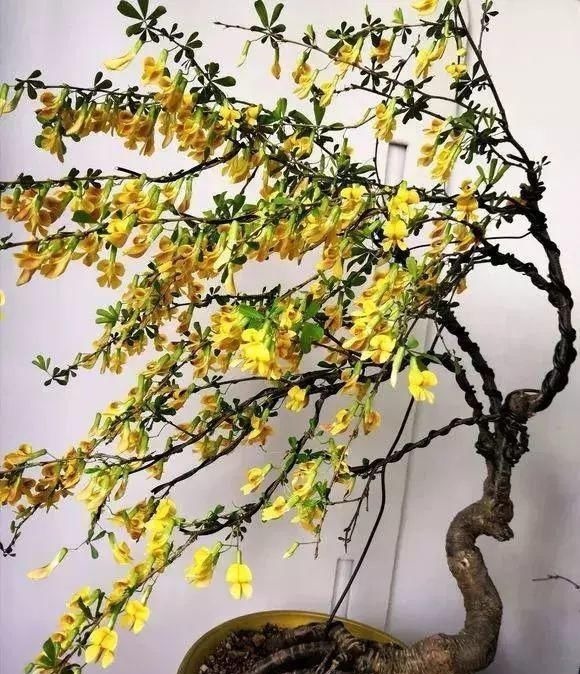 山里的1棵老树桩,挖出来种盆里,开花后,眼睛都看直了!