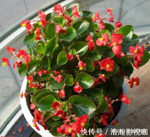 养四季海棠，摘1枝“水培”，20天就生根，漂亮的花儿四季开不停