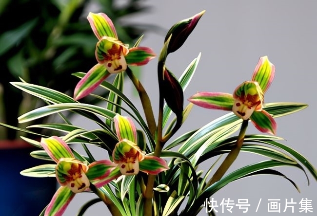 帝王妃|兰花珍品—矮种帝王妃,开花稳定,花香芬芳,文赏也可,武赏也行