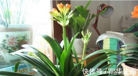 李大爷只用它养君子兰,不花一分钱,1年开花2次全都爆盆