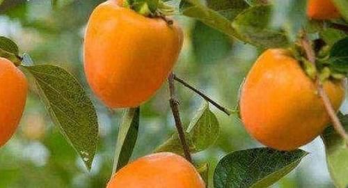 柿子|人到中年，推荐的食物，美容抗衰，润肤养颜，滋补身体