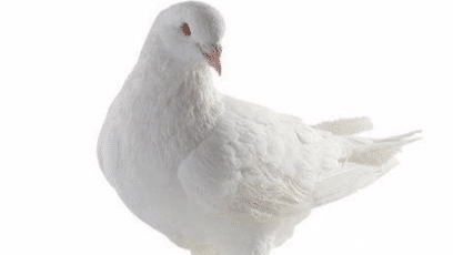 鸽子汤|杀鸽子为什么不能放血,必须要用水淹死?说了你可能不信!