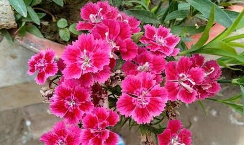 嫌弃鸡鸭粪便臭?不如就用它来养花,无异味,肥效温和又持久