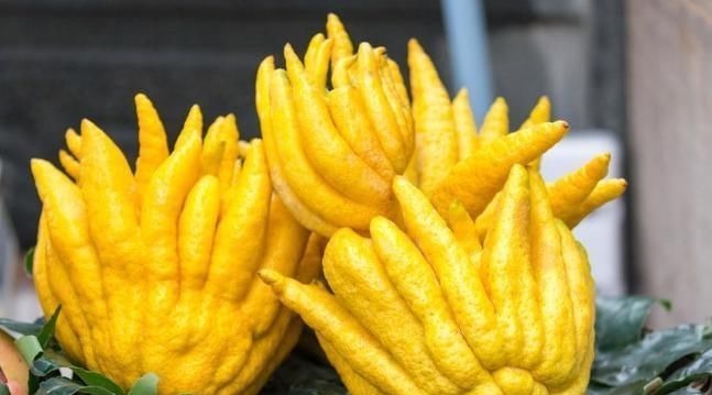 香橼|肝气一通,万病无踪2味常见中药泡茶饮,疏肝、理气、和胃