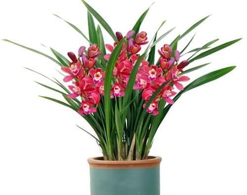 自然规律|养兰花、蟹爪兰和君子兰需记住,不能触碰三点,这是自然规律