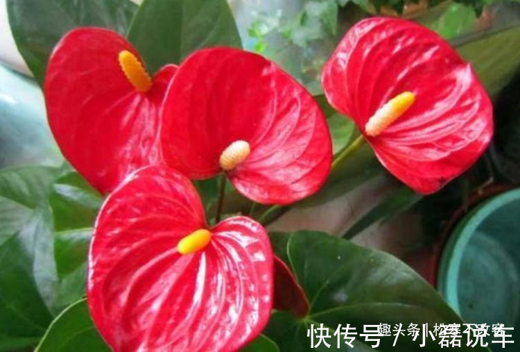 中国传统文化|喜欢菊花,不如养盆“开花机器”红梅,四季如春,甜蜜轻柔