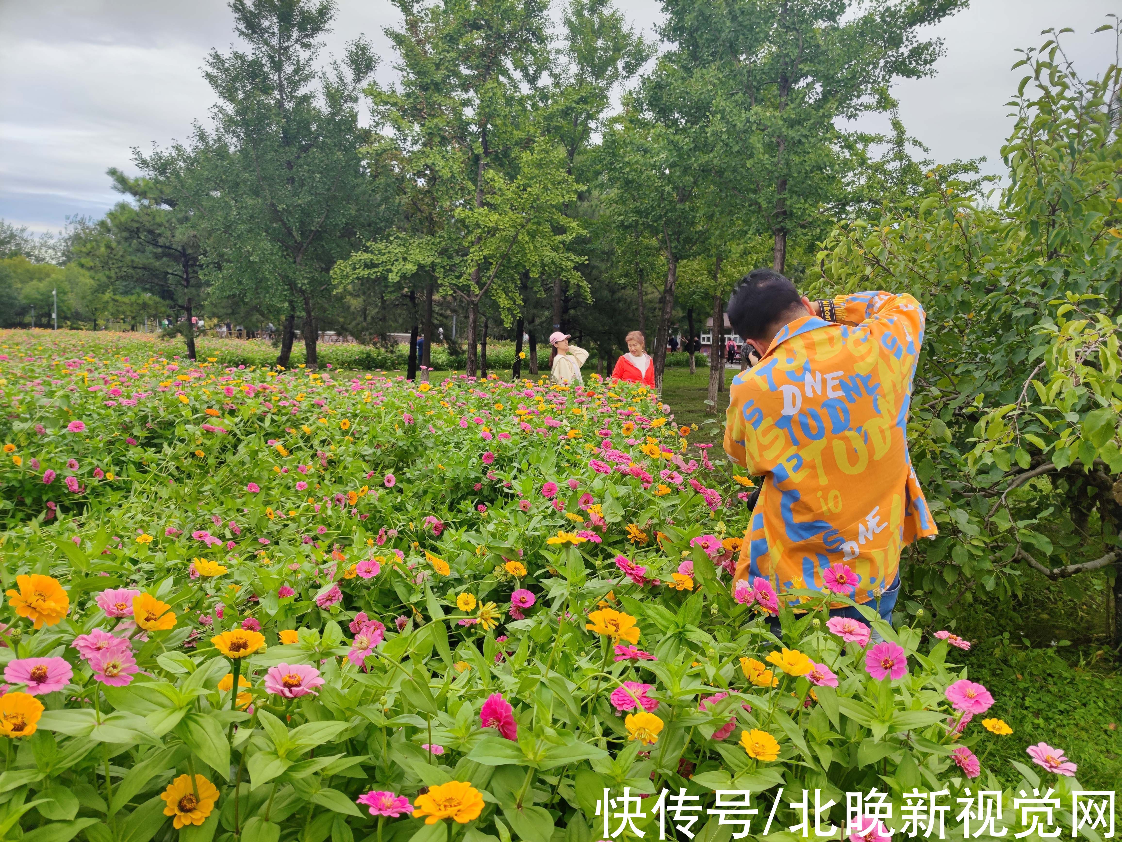 百日草|数万株各色菊花、“心形”图案百日草……北京奥森花海进入盛花期