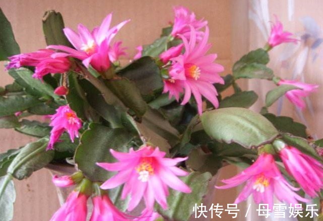 家养1种花,形似蟹爪兰,比令箭荷花都好看,好养易活,清香四溢