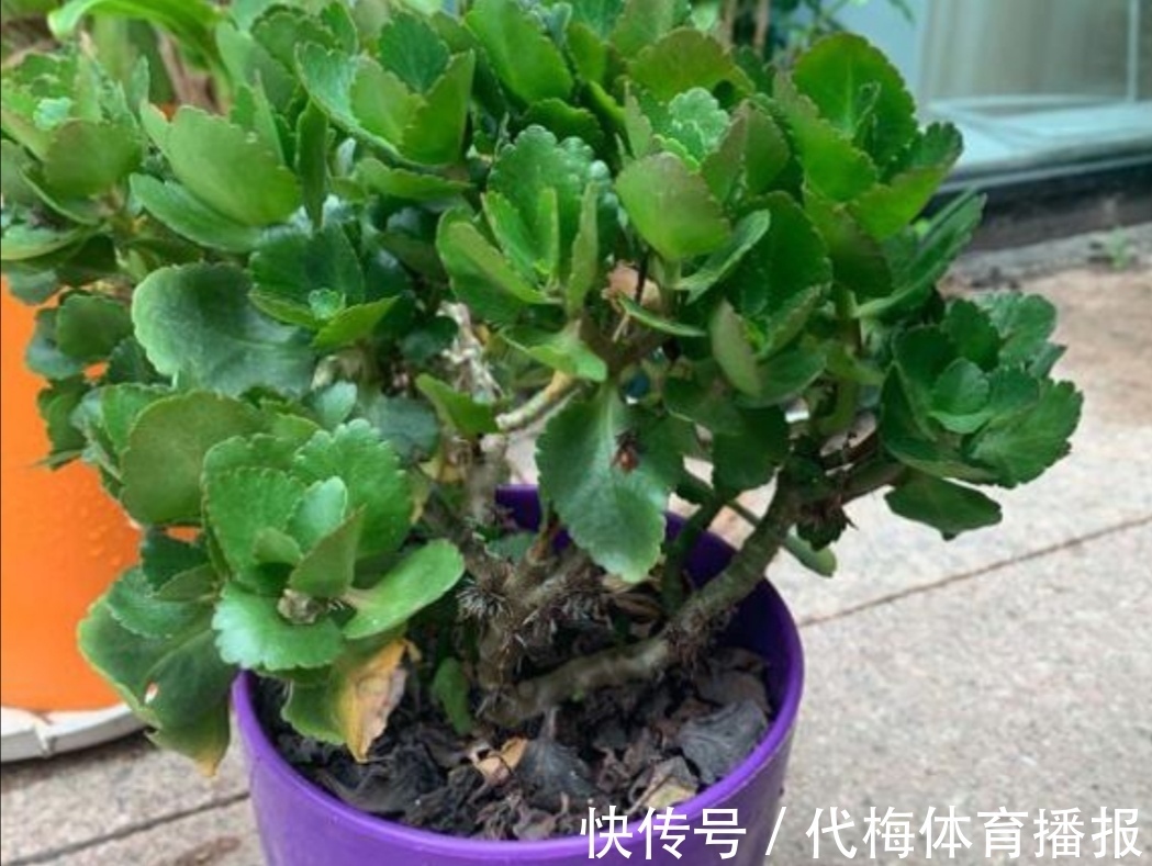 长寿花马上要长花芽,它有“3怕2喜”,做错了影响孕蕾开花
