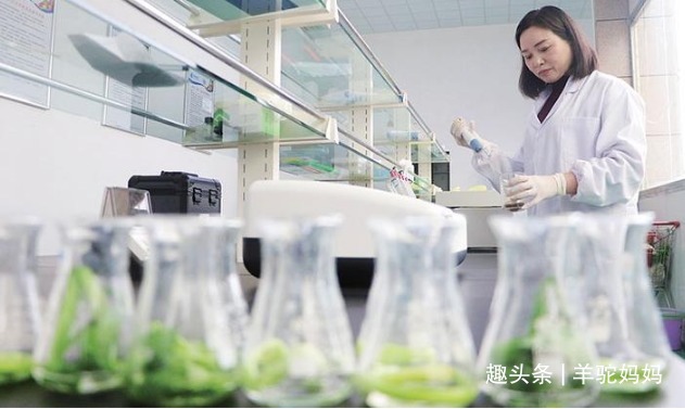 蔬菜|父母别再买“甲醛菜”给孩子吃,高温水都洗不净,对孩子健康有害