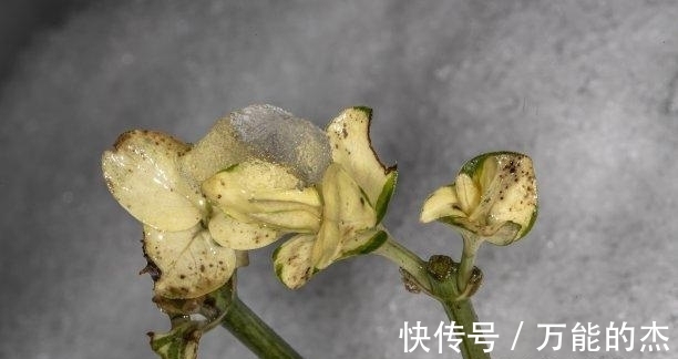 感情|往后6天，相思花开，旧情重启，旧情难舍，甜蜜再续，携手白头