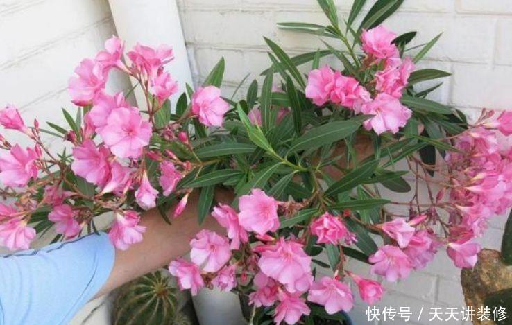 阳台养护此几款花卉,对待新手很友好,花香四溢飘满屋