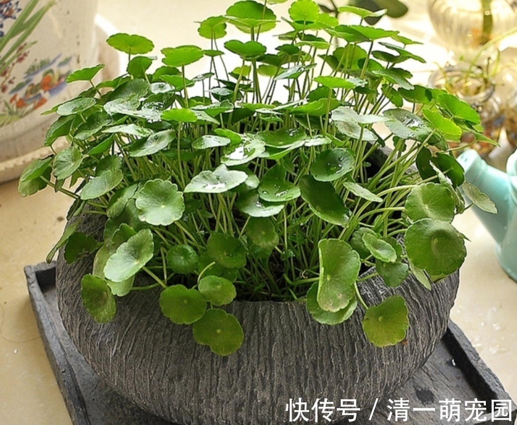 卷柏|5种不起眼的“小草”,挖回来做成盆景,越看越漂亮