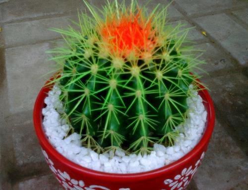 养花也能“偷懒”,6种绿植养护简单,实打实的懒人花卉