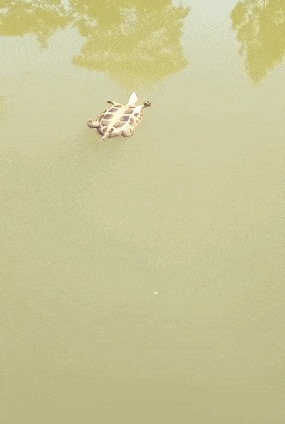 |搞笑GIF:老公你要相信我 我膝盖上面的伤就是这么来的