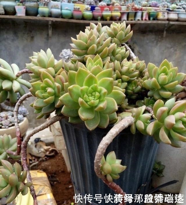 多肉|花友养多肉3年,全都养成了老桩,全靠这6个品种,真是太明智了!