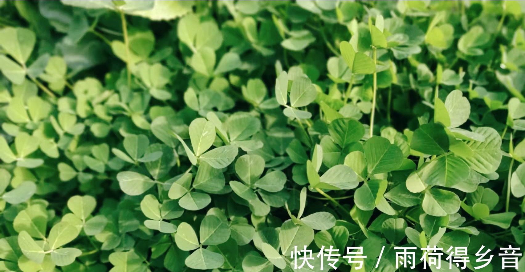 菠菜|入冬后少吃菠菜多吃草头,6块一斤,鲜嫩美味,营养不输其他蔬菜!