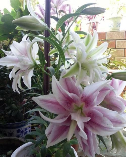  好养|好养漂亮的“4种花”，阳台室内养一盆，浇水就长爆盆，开花不断