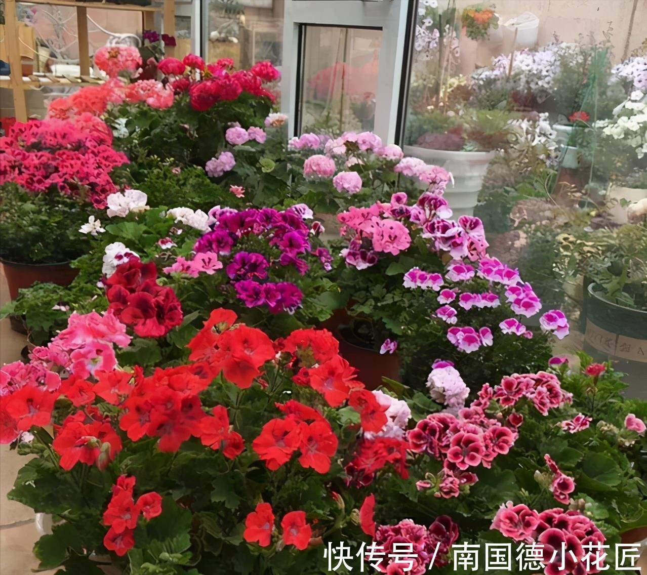 白掌|5种“漂亮花”,从来不生虫,家里干净卫生,花开不断,真省心