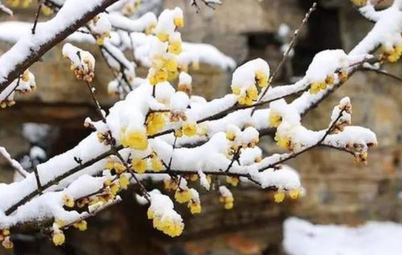 腊八节|十首腊八的诗词,品味诗书中的腊八节!