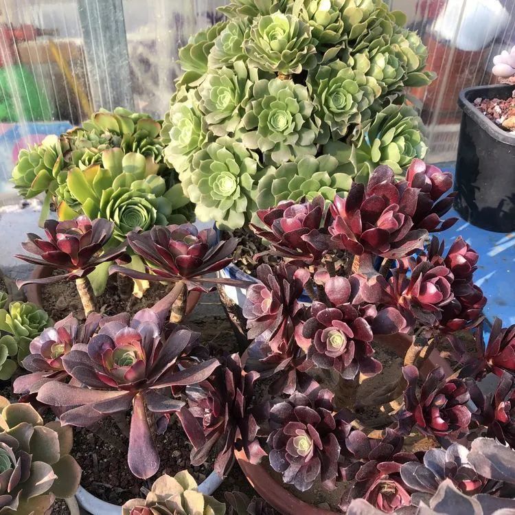 多肉小白三年励志对比养自己的花,爱自己的宇宙!