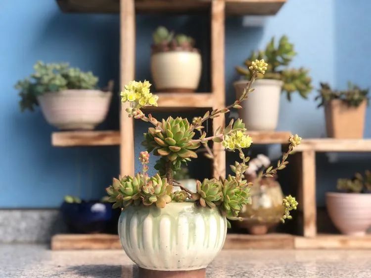 面朝大海的多肉们，在四季变迁中生生不息！