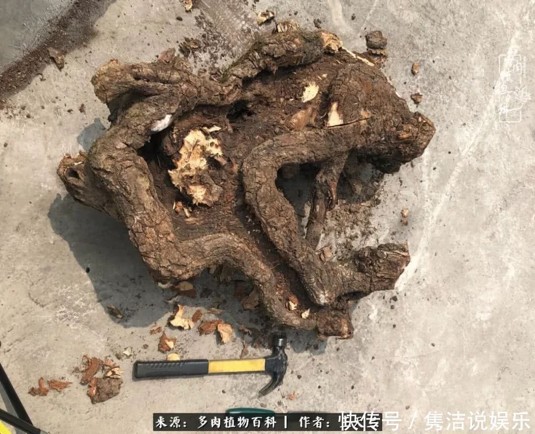 多肉遇上枯木木花盆，姑娘自己造！