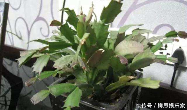 甜水|蟹爪兰来点“甜水”，不烂根不黄叶，枝枝开花红满盆！