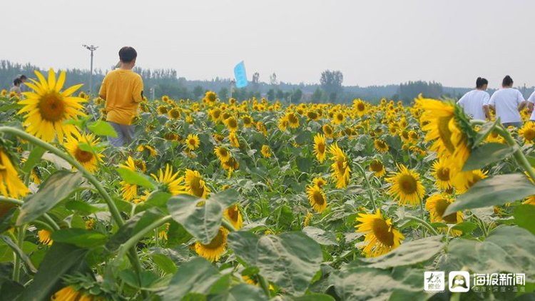 打卡|6万余株向日葵竞相绽放 记者带你探访济南新晋网红打卡地