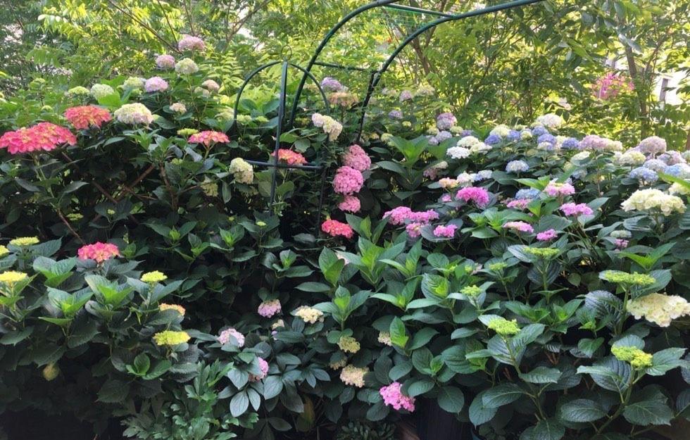 夏季|绣球花凋谢了之后，做好“3步”，来年花球更大，花开爆