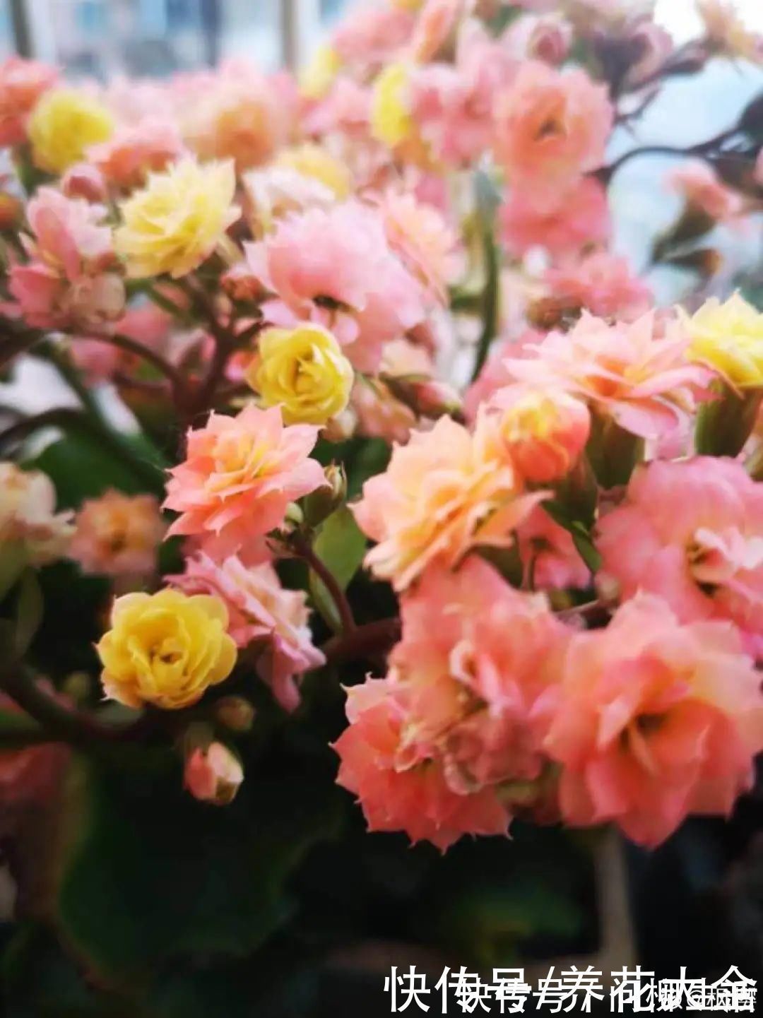 水仙|上万块的蟹爪兰,开花像烟花,养过的人不多