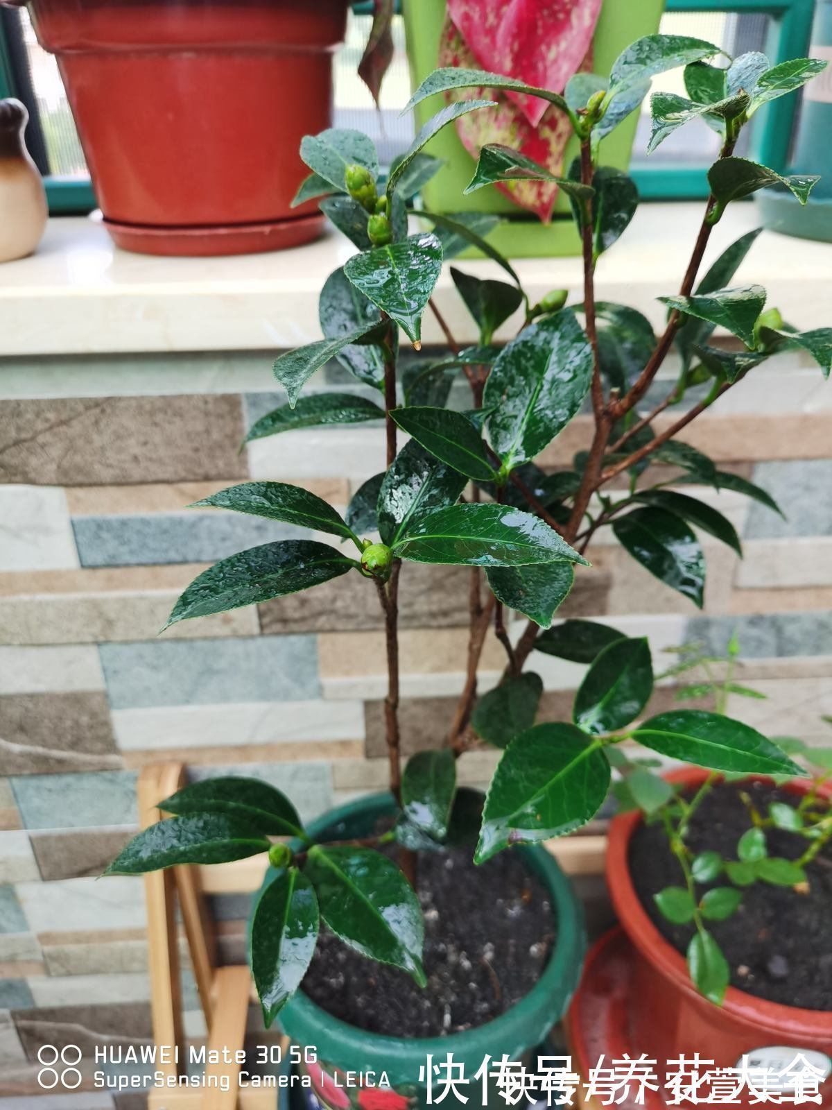 根系|养花烂根不光浇水太多,其实有4个原因,对症下药是关键