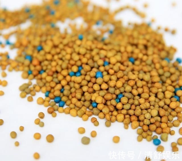 君子兰用什么肥料最好,家里常备这三种肥料就足够了