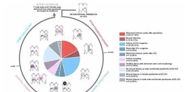 发育|公鼠成功怀孕生崽，男人生孩子还远吗？