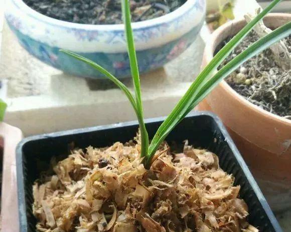 拿它一捂，长寿蟹爪兰嗖嗖冒花苞，多肉呼呼胖三圈