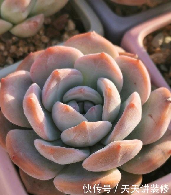 多肉怎么养才不死?加大颗粒比重,控制浇水量,指定养不死