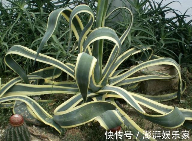 甲醛|养2种花,放客厅能“吸毒气”,夏天多养2盆,赶走室内“甲醛”