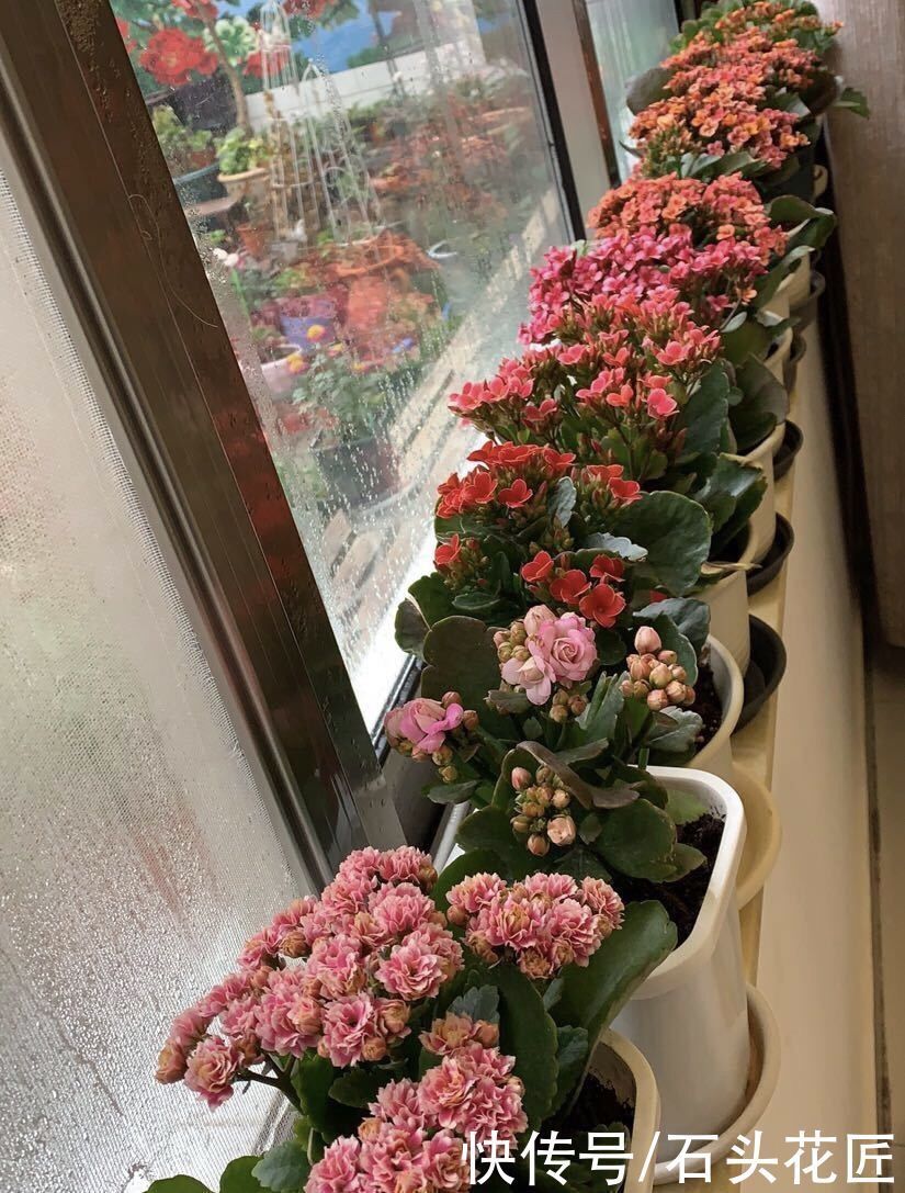 枝条|养了5年的长寿花“老桩”快开花了,总结4点经验,对你有用