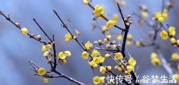 花语|几月出生，就是哪朵花，看看你与哪个花神最投缘？