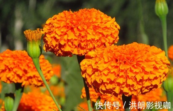 种花|1种花，一开就是90天，比太阳花好看，比月季好养，养一盆顶多盆
