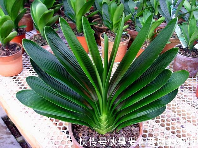 天冷|天冷了,15种漂亮花喜欢“大太阳”,多晒长得壮,花更多