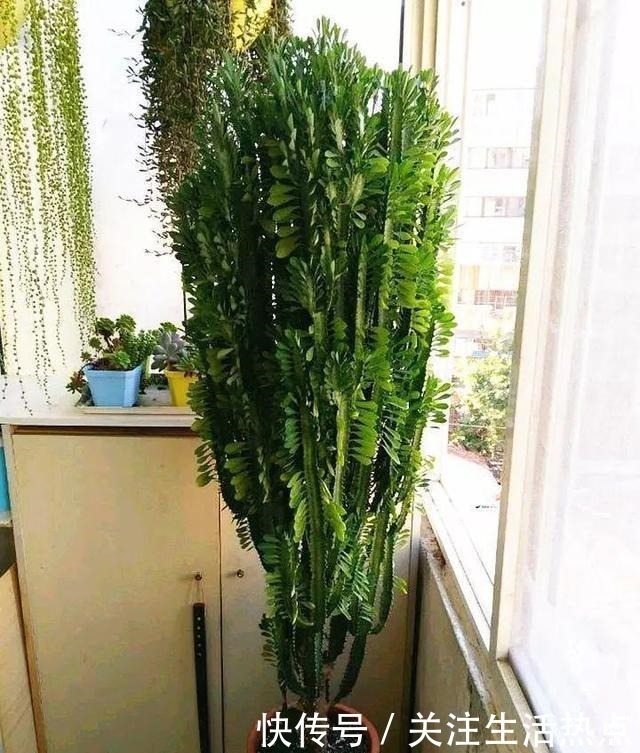 幸福树|客厅养4种“树”真过瘾，几年长到2米高，懒人养“最合适”！