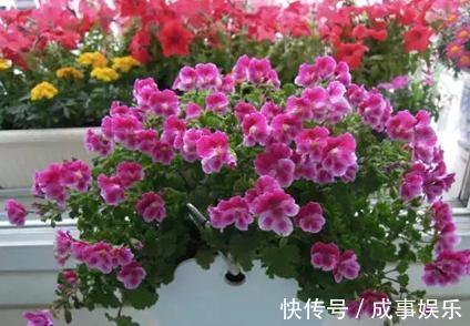 养花人最忌讳的5种行为，只要做其中1种，你的盆栽必死无疑