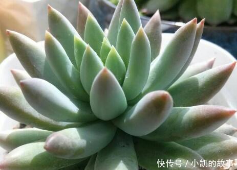 养多肉千佛手，记住4点，一棵长成一大盆，养成垂吊状，漂亮！