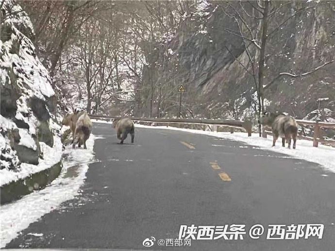 太白山|太白山景区发现多头羚牛“巡山” “一家四口”其乐融融