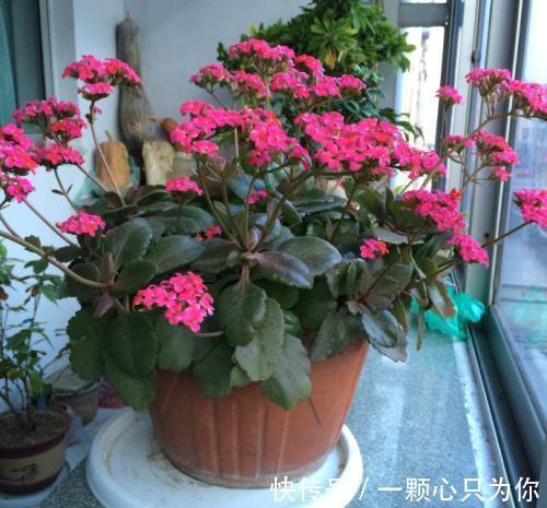 想要把长寿花养好,要做到一少二多三勤